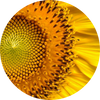 Sunflower Seed Wax